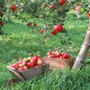 Яблоки - осенние сорта: Деличия Ран, Гала- Маст, Кинг - Джона - Голд, Чемпион - Рено, Глостер ( единственный сорт красных яблок, который не вызывает аллергии) фото