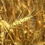 Экспорт зерна и зерновых культур фотография