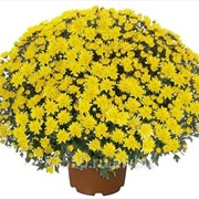 Луковица цветочных культур Pamplona Jogger Yellow
