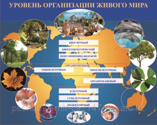 Стенд "Уровни организации живого" арт. ШК-0720 купить по цене от 1470 руб. Калип