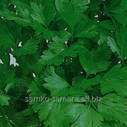 Семена петрушки листовой Коммун-3