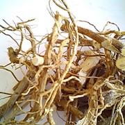 Цикорий корень сушеный (Cichorium) фото