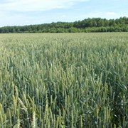Семена озимыx зерновыx культур урожая 2017 года под предварительный заказ