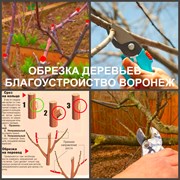 Обрезка плодовых деревьев Воронеж фото
