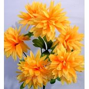Хризантема фото