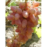 Черенки розовых сортов винограда (сорт Виктор) фото