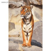 Фотообои “Тигр“ (состоит из 2 частей), 1,8 х 2,7 м фотография