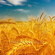 Пшеница фуражная на экспорт. фото