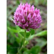 Клевер луговой (Trifolium pratense) фото