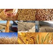 Пшеница 1,3,4,5 кл фотография