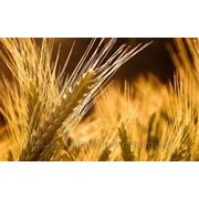Пшеница мягкая 3 класса с клейковиной 28% фотография