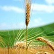 Семена пшеницы фотография