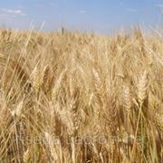 Озимая пшеница Золотоколоса фото