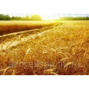 Пшеница 3-й класс фото