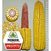 Семена кукурузы пионер ПР37Ф73 / PR37F73 ФАО 440 фото