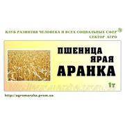 Ярая пшеница сорт Аранка (Чехия,II репрод.)