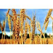 Семена озимой пшеницы СМУГЛЯНКА фотография