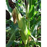Гибрид кукурузы Кадр 267МВ фото