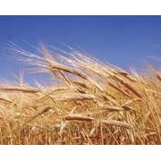 Пшеница мягкая 3 класса с клейковиной 23%