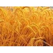 Озимая пшеница Землячка Одесская элита фотография