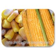 Семена кукурузы фото