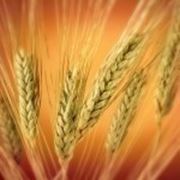 Озимая пшеница Смуглянка элита фотография
