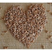 Пшеница “Красота Полесья“(яровая). фото