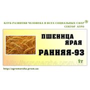 Ярая пшеница сорт Ранняя-93 (Украина, элита) фотография
