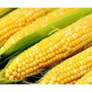 Кукуруза в больших обьёмах