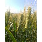 Насіння озимої пшениці Лазурна (с/еліта) фото