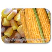 Посевной материал кукуруза