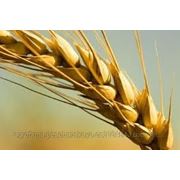 Семена озимой пшеницы НАТАЛКА