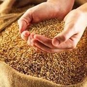 Озимая пшеница Донская Юбилейная фото