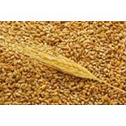 Озимая пшеница Августа фото