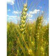 Насіння озимої пшениці Поліська 90 (1- репродукція) фотография