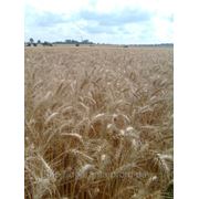 Насіння озимої пшениці Артеміда фотография