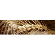 Семена озимой пшеницы ПИСАНКА фотография