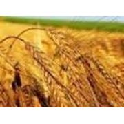 Озимая пшеница Есаул элита фото