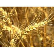 Семена озимой пшеницы СОНЕЧКО