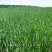 Озимая пшеница Куяльник (Элита) фото