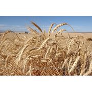 Семена озимой пшеницы Наталка