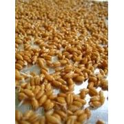 Кормовая пшеница фото