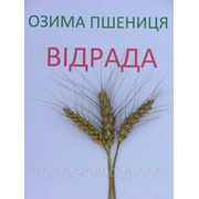 Пшениця озима Відрада, еліта