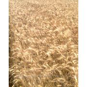 Високоякісне насіння озимої пшениці Лісова пісня фотография