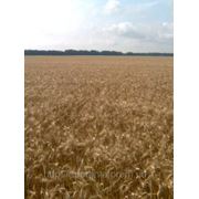 Високоякісне насіння озимої пшениці Наталка фотография
