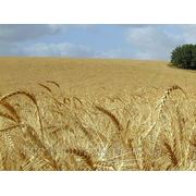 Високоякісне насіння озимої пшениці Артеміда фотография