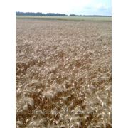 Елітне насіння пшениці Відрада фото
