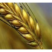 Озимая пшеница Краснодарская-99 элита фотография