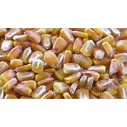 Семена кукурузы Билозирский 295 СВ (ФАО 290) фото