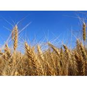 Семена озимой пшеницы ЗЕМЛЯЧКА ОДЕСЬКА
